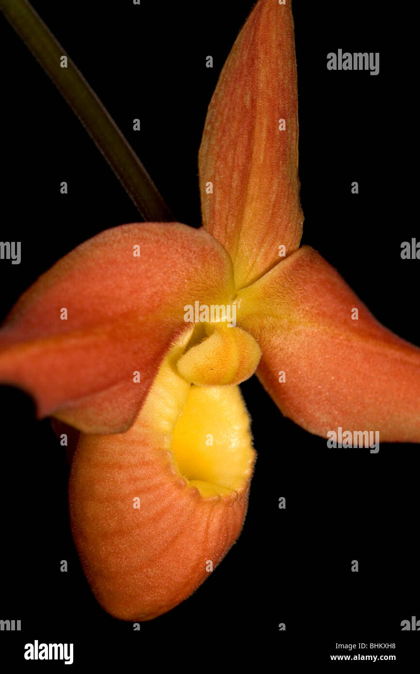 Tropical orchid (phragmipedium hybrid  'Jason Fischer') Stock Photo