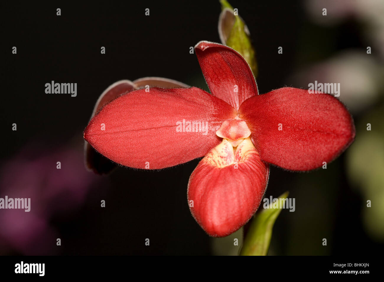 Tropical orchid (phragmipedium besseae) Stock Photo