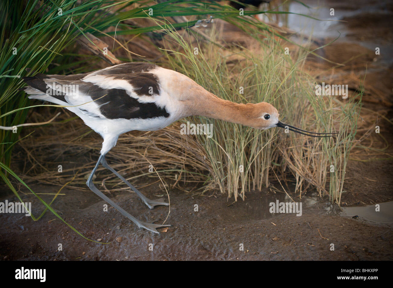 An American Avocet is on display at the Joe Skeen Visitor Center, Bitter Lake National Wildlife Refuge, Roswell, New Mexico. Stock Photo