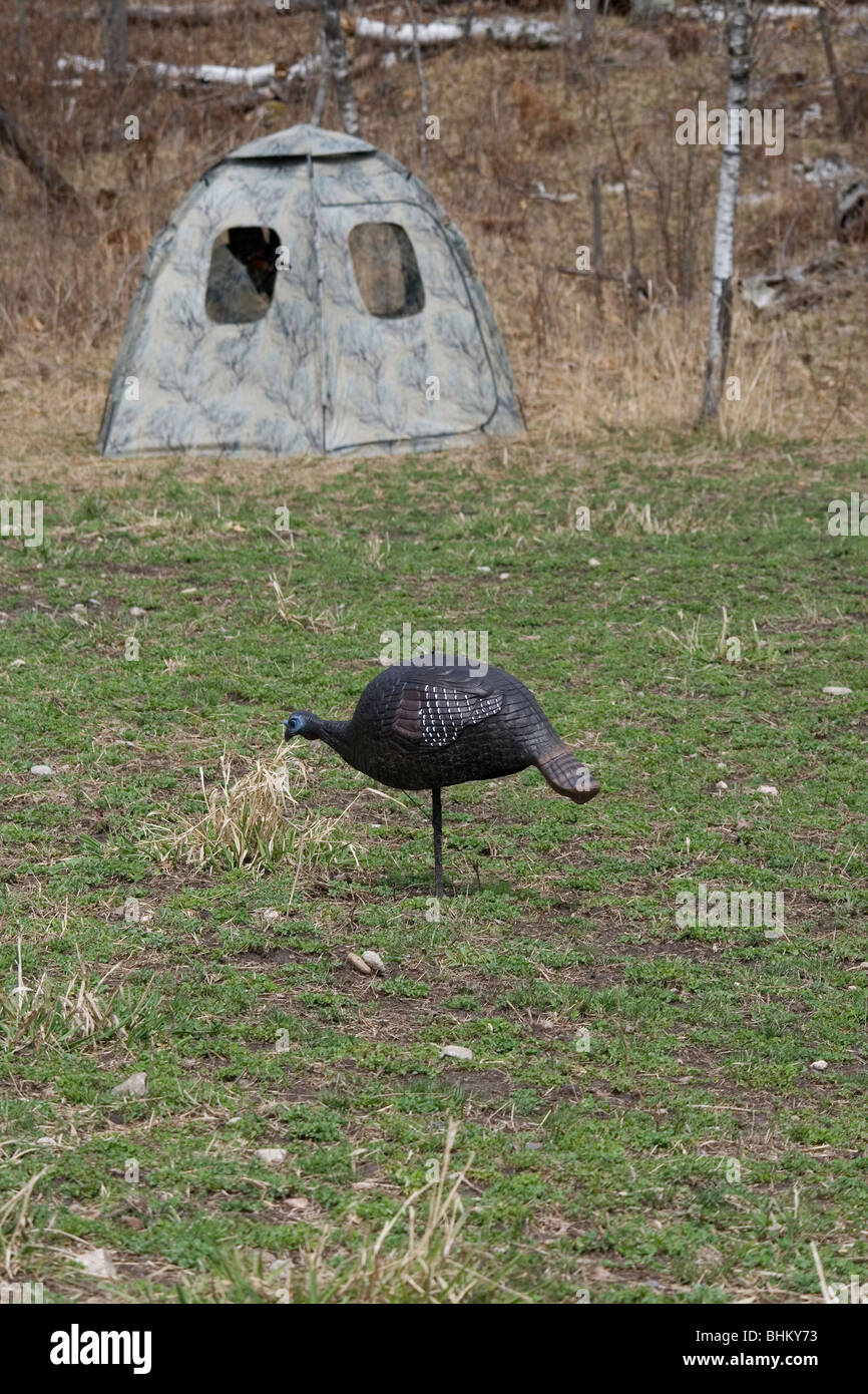 Turkey Hunting Blind/Decoys Stock Photo Alamy
