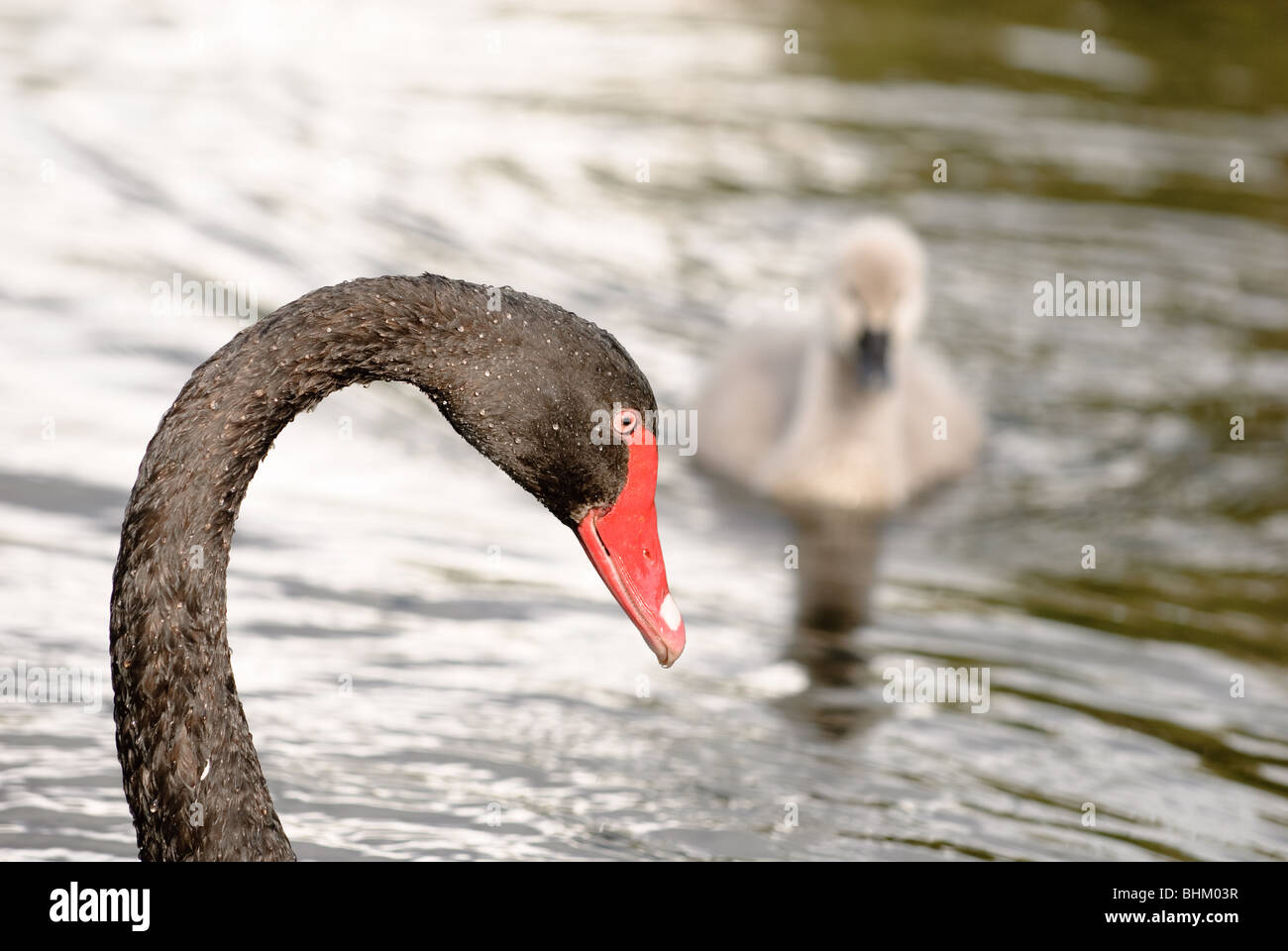 Black Swan and Cygnet Stock Photo