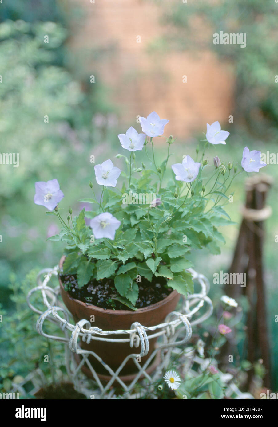 Close-up of pale blue campanula in small wire-work pot Stock Photo