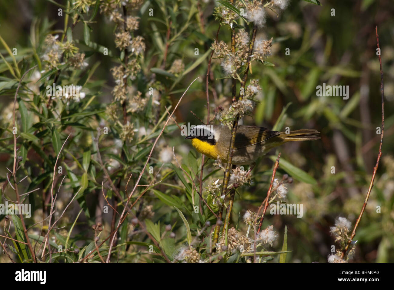 Common Yellowthroat - Male Stock Photo