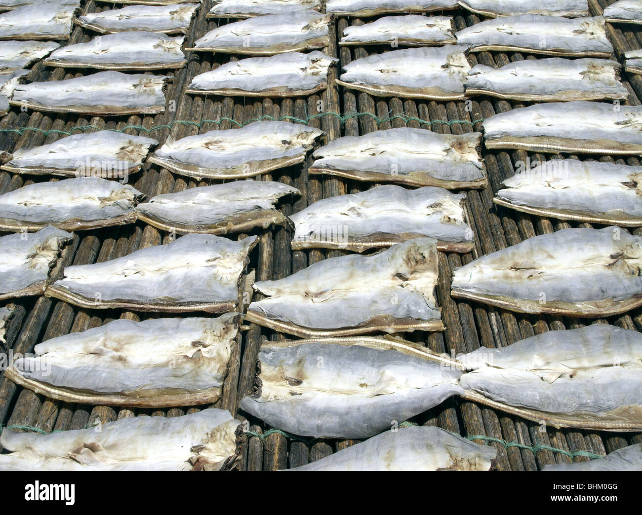 El Salvador. Eastern area. Fish drying up the sun Stock Photo Alamy