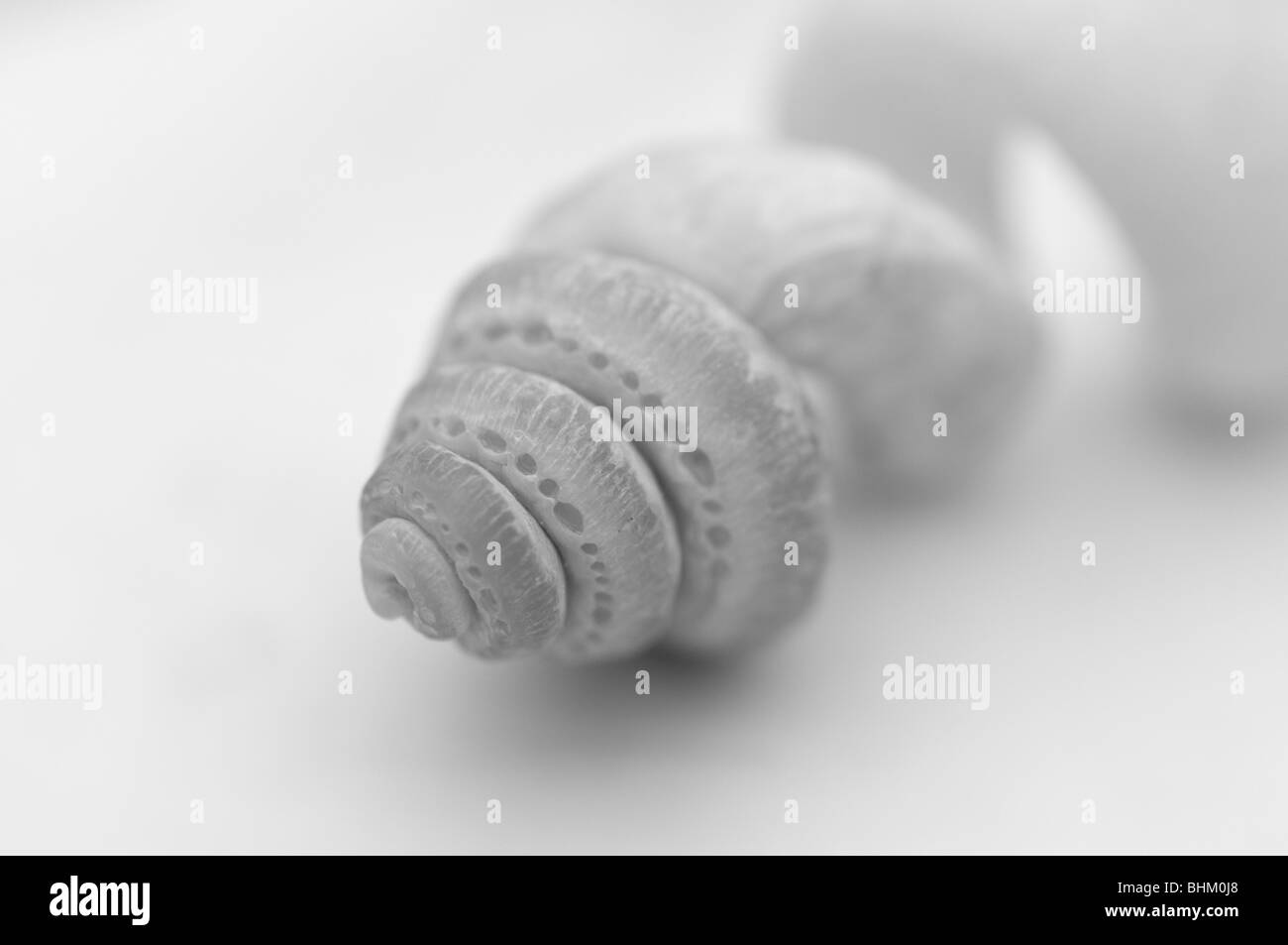 The worm seashell that exhibits a spiral form Stock Photo