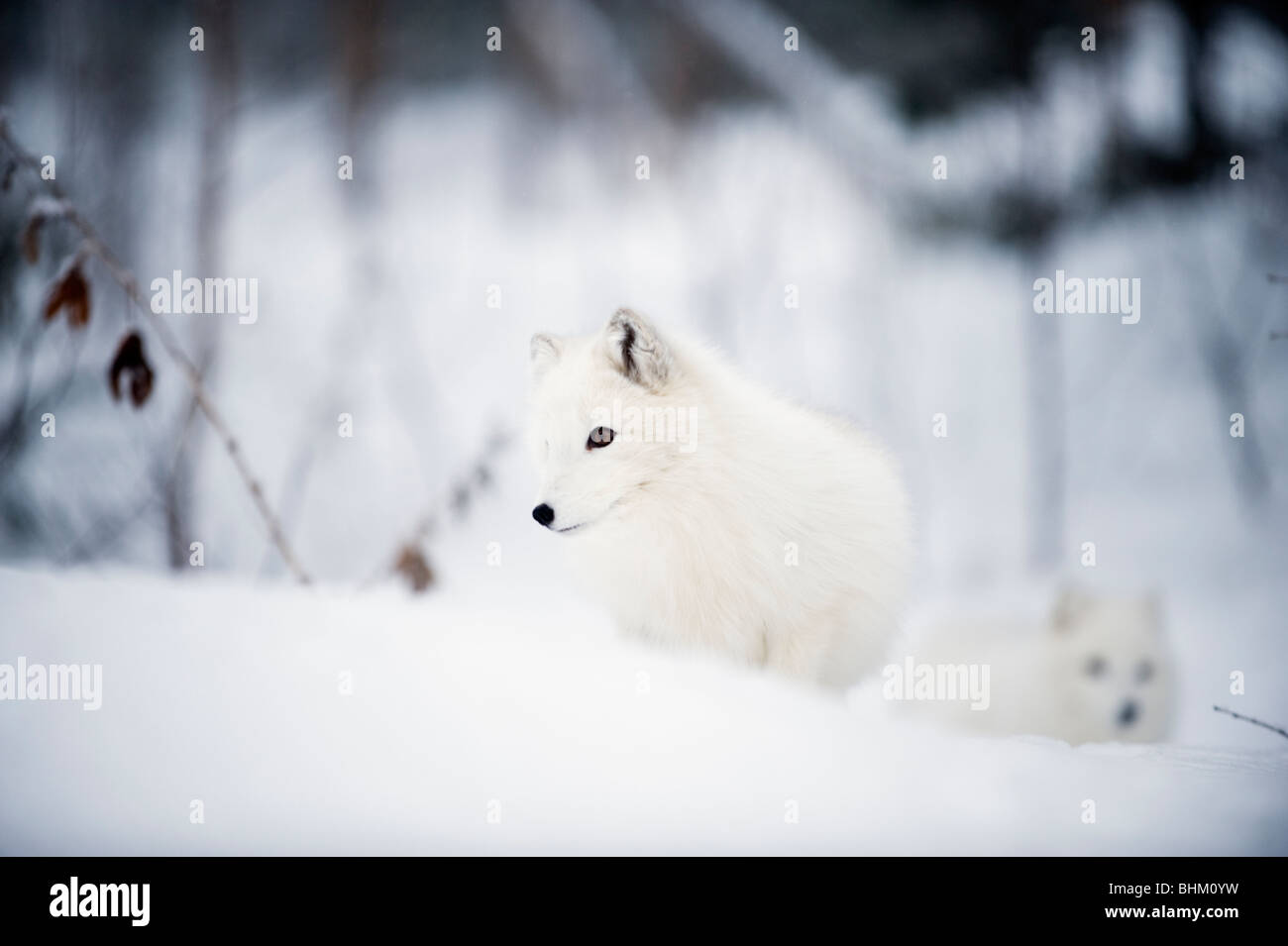 Artic Fox in Snow Stock Photo