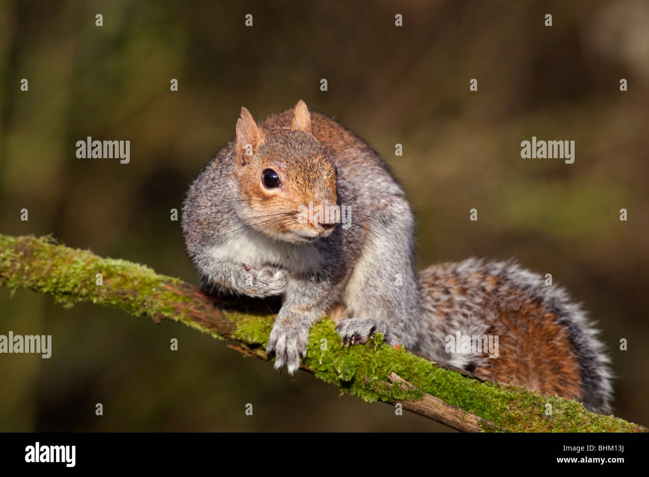 Grey Squirrel; Sciurus carolinensis; on a branch; Cornwall Stock Photo