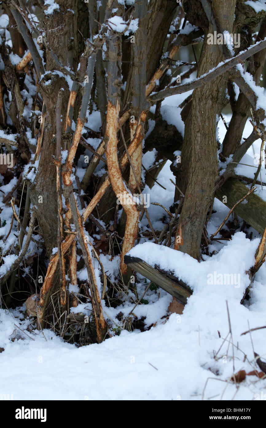 Rabbit damage to bark; winter; Lincolnshire Stock Photo Alamy