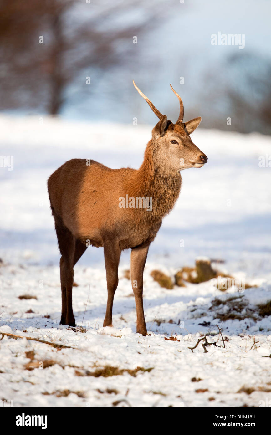 Red Deer; Cervus elaphus; in the snow Stock Photo