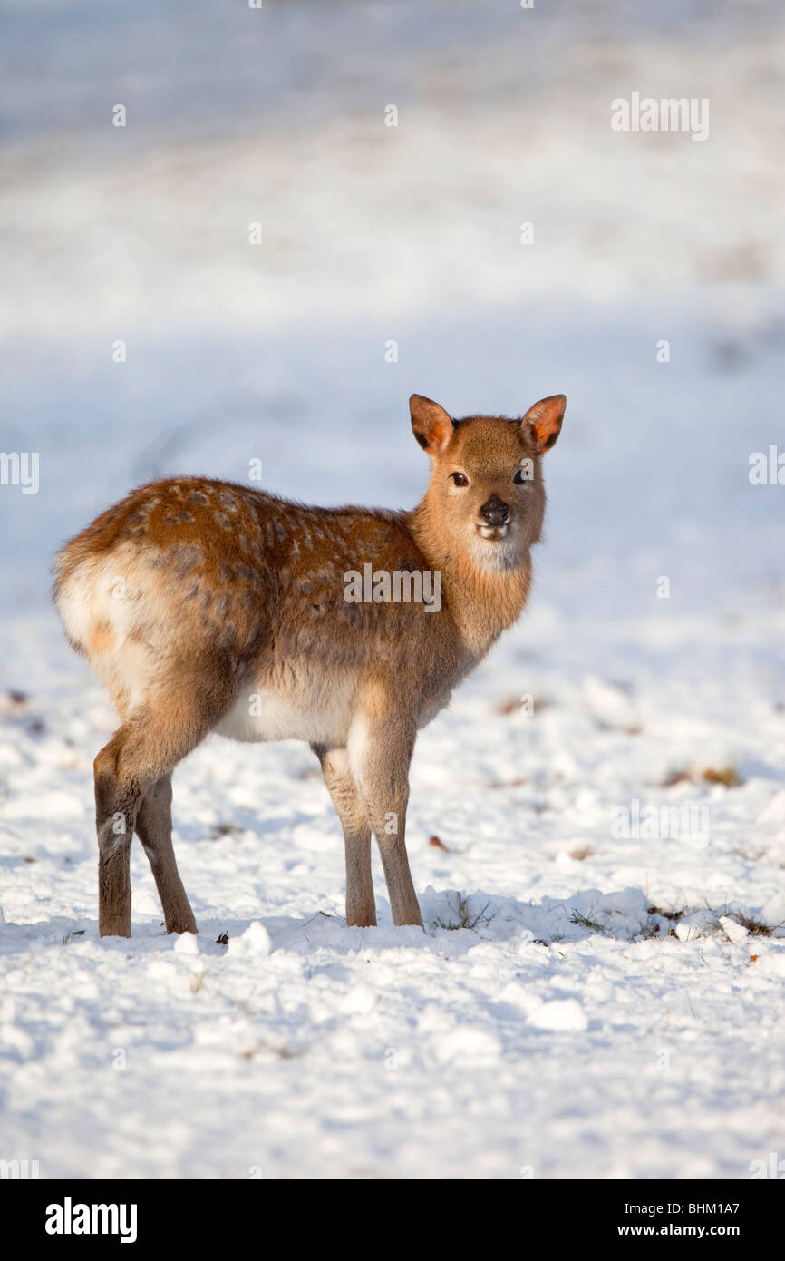 Sika Deer; Cervus nippon; in snow Stock Photo
