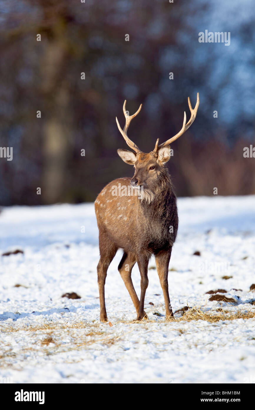 Sika Deer; Cervus nippon; stag in snow Stock Photo