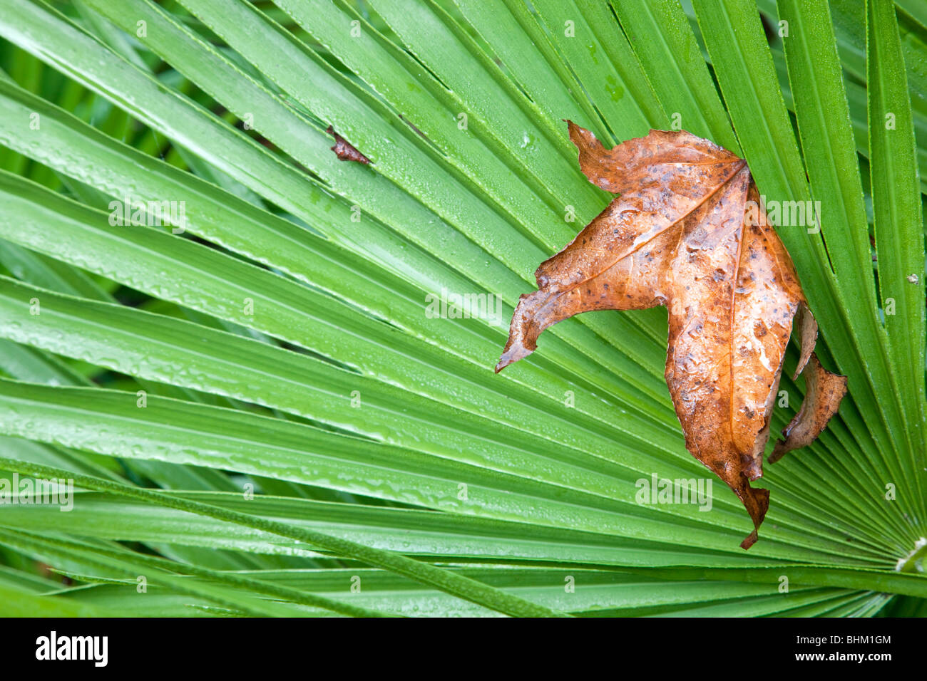 Trebah Garden; palm leaf; Cornwall Stock Photo