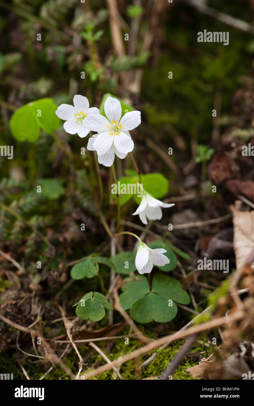 Common Wood-sorrel is a plant from the genus Oxalis, common in most of Europe and parts of Asia. Stock Photo