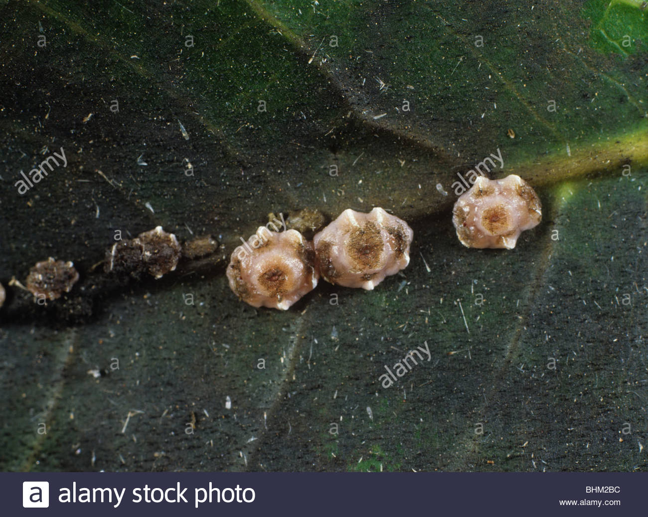 Insect Wax Stock Photos & Insect Wax Stock Images Alamy