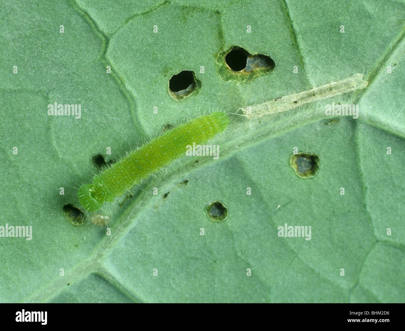 Small white butterfly (Pieris rapae) mid instar caterpillar after ecdysis with discarded skin Stock Photo