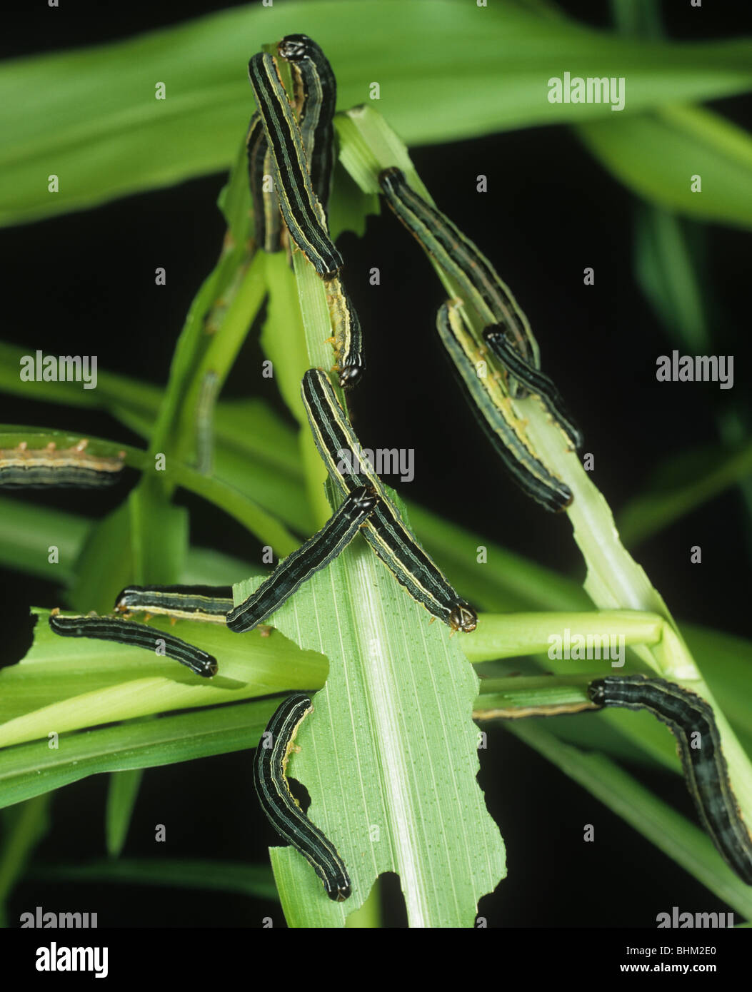 African armyworm (Spodoptera exempta) on damaged maize or corn leaves Stock Photo