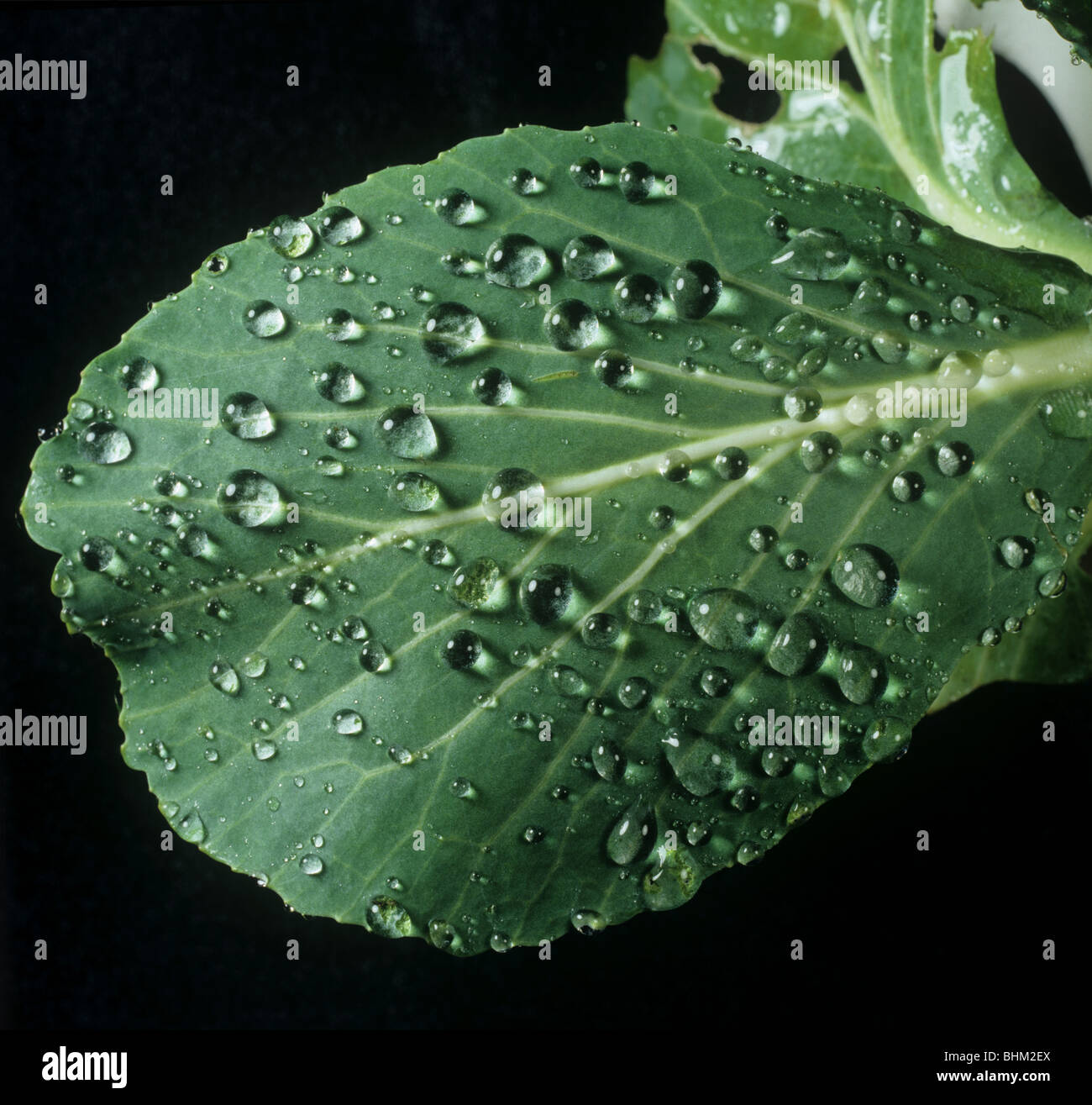 High contact angle of water droplets on the repellant surface of a cabbage leaf Stock Photo