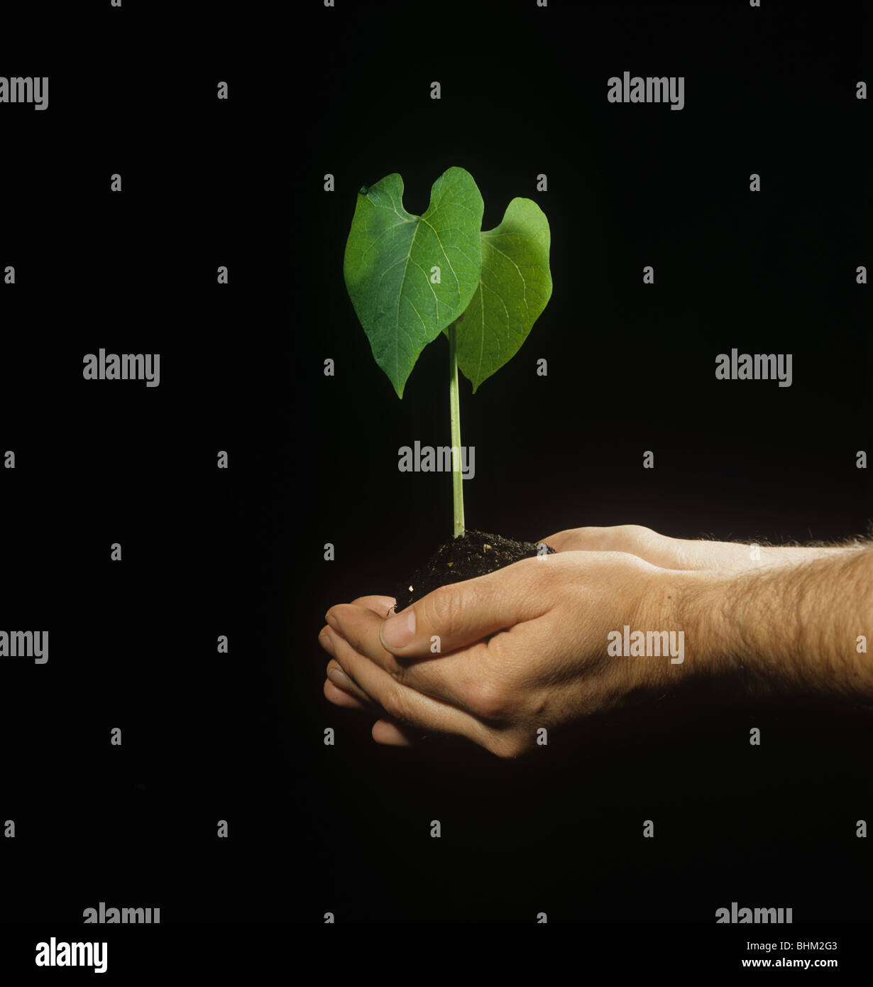 A mans hands holding green bean plant (Phaseolus vulgaris) Stock Photo