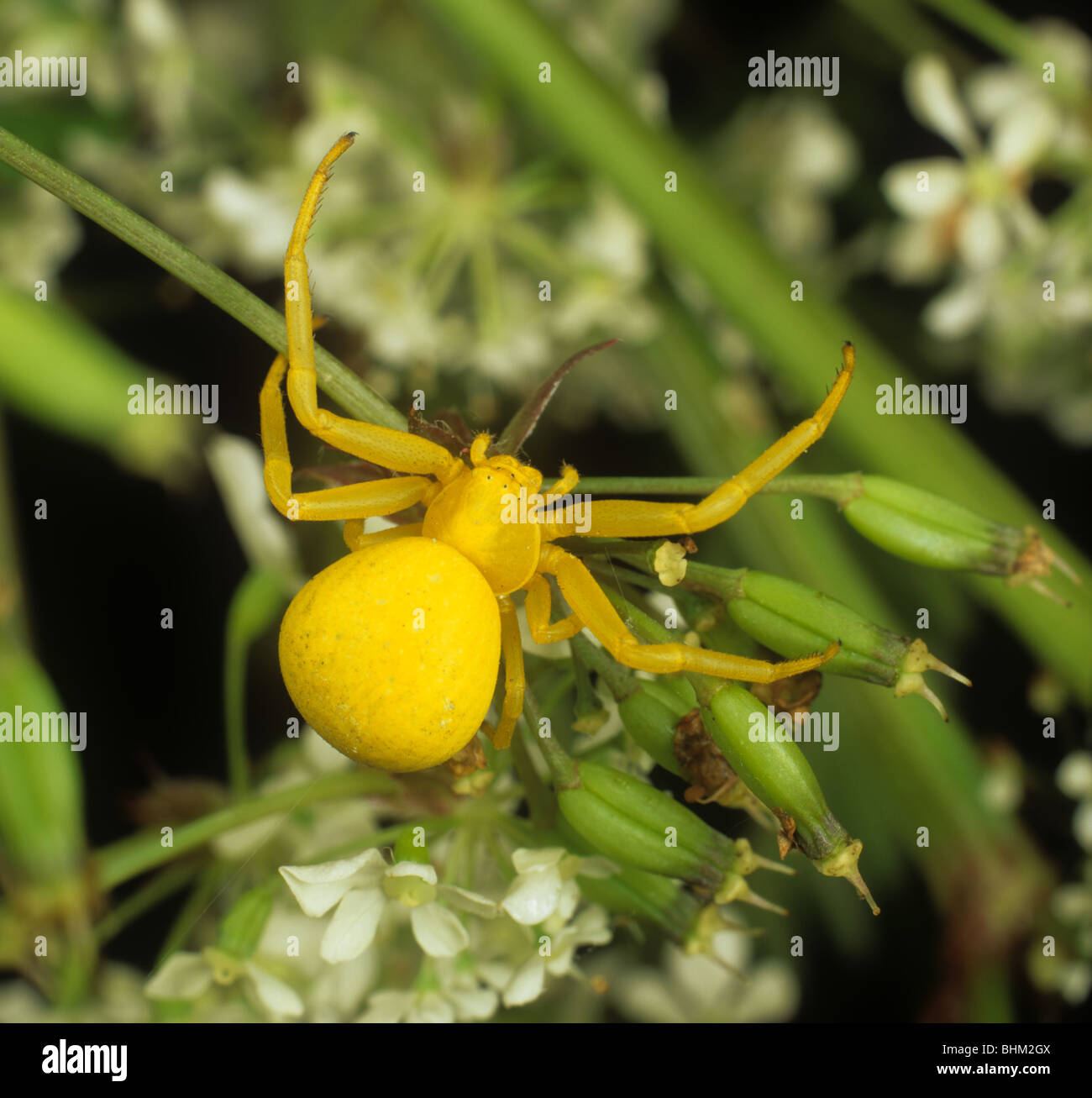 Goldenrod crab spider (Misumena vatia) waiting for prey in a umbellifer flower Stock Photo