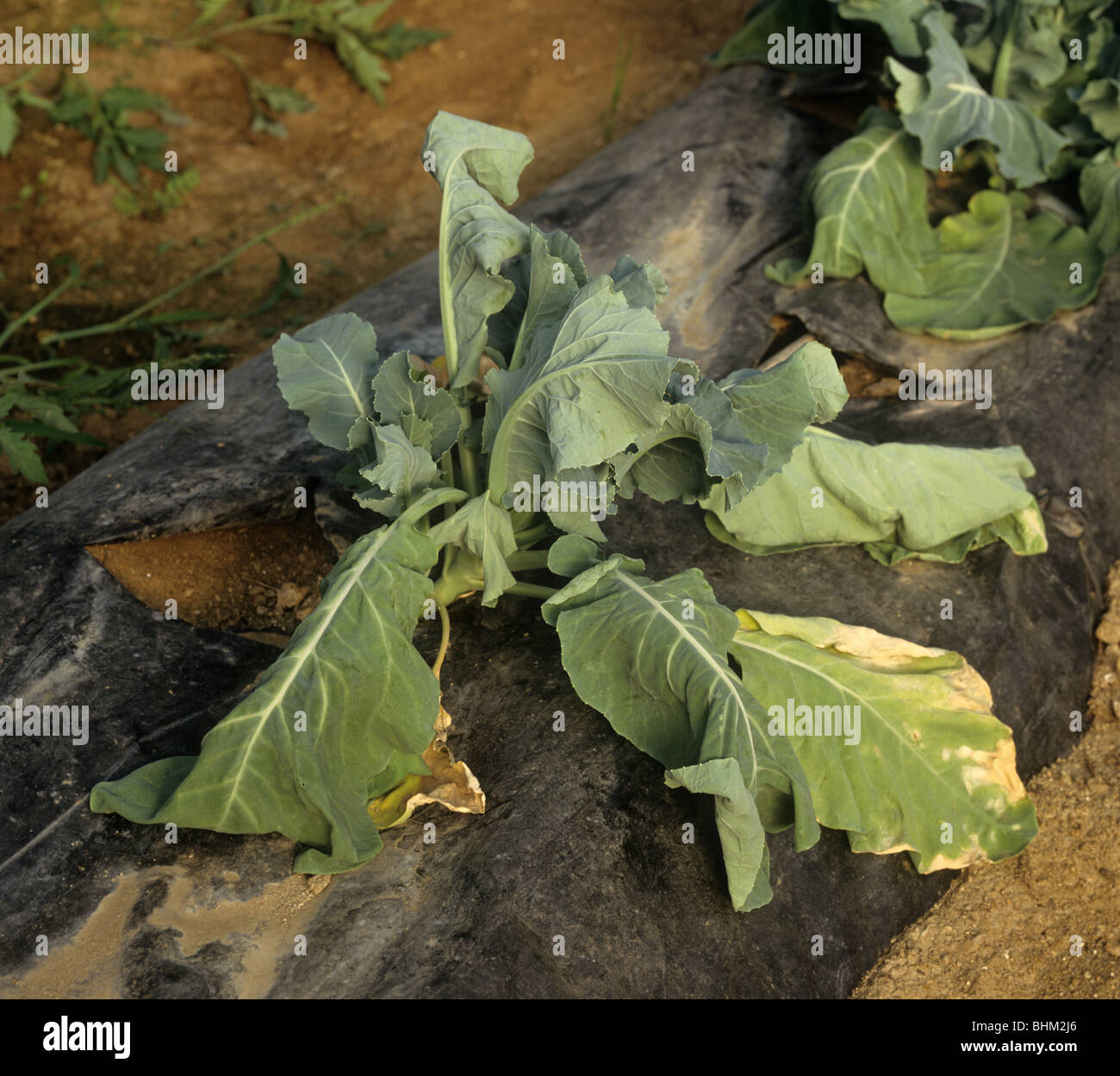 Cabbage root fly (Delia radicum) damage to a cabbage plant, Portugal