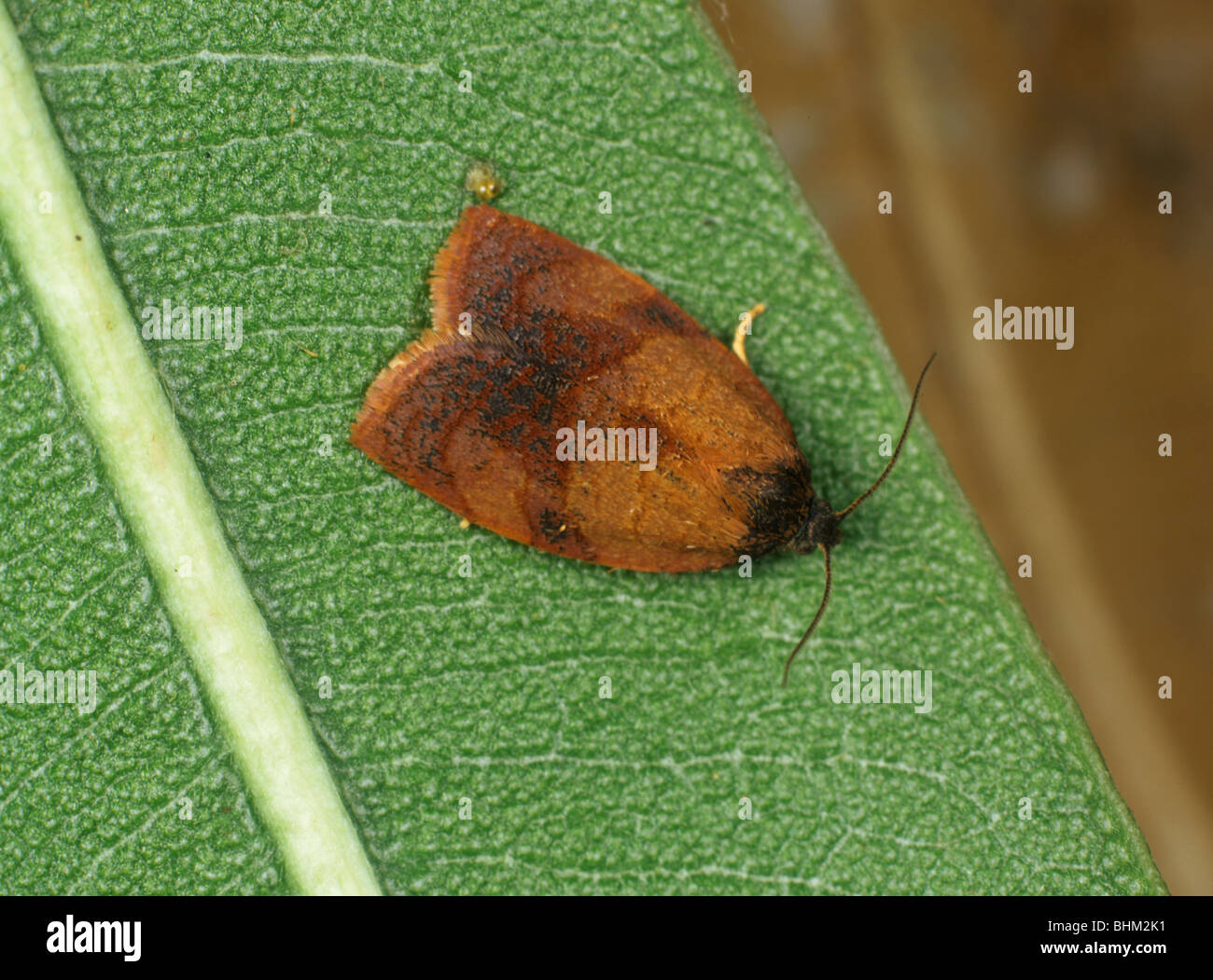 Carnation tortrix (Cacoecimorpha pronubana) male moth Stock Photo
