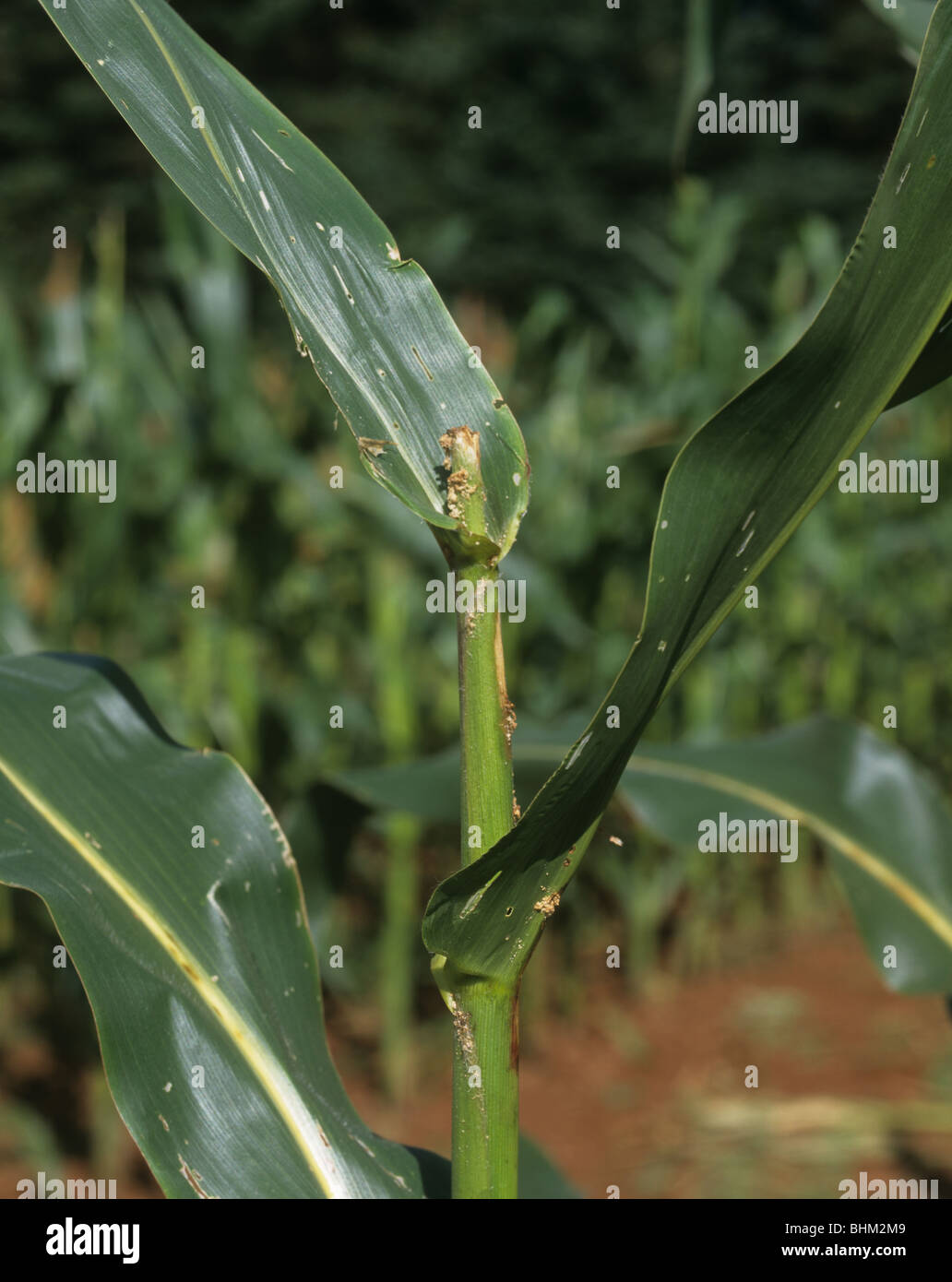 European corn borer (Ostrinia nubialis) damage to maize or corn shoot Stock Photo