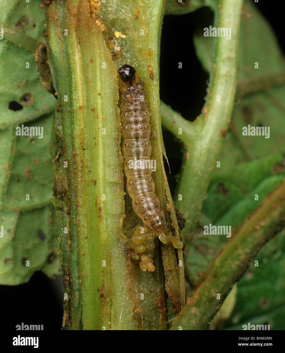 European corn borer (Ostrinia nubialis) caterpillar in damaged stem Stock Photo