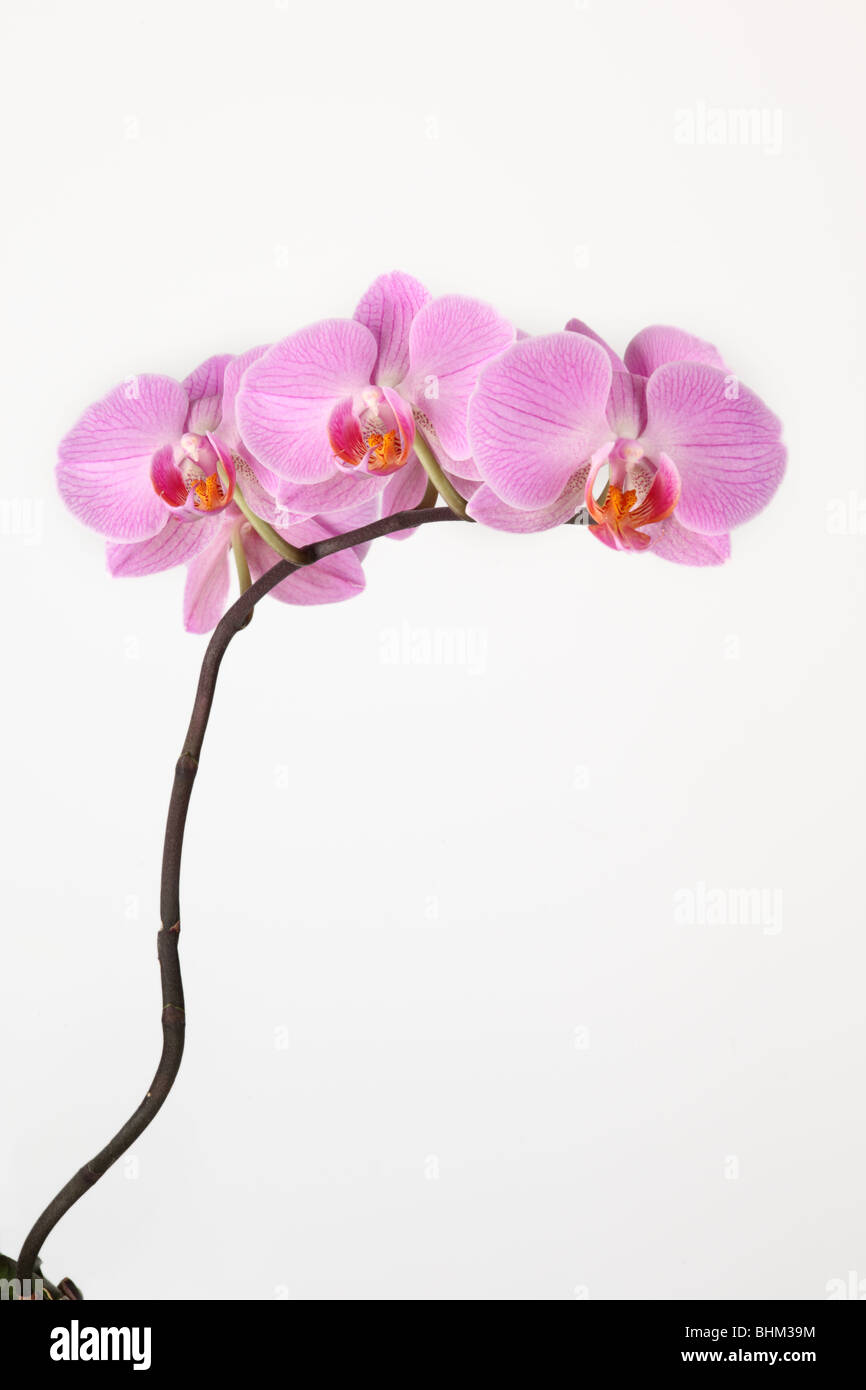 Close up of a pink Phalaenopsis Orchid (Moth Orchid) stem isolated against a white background Stock Photo
