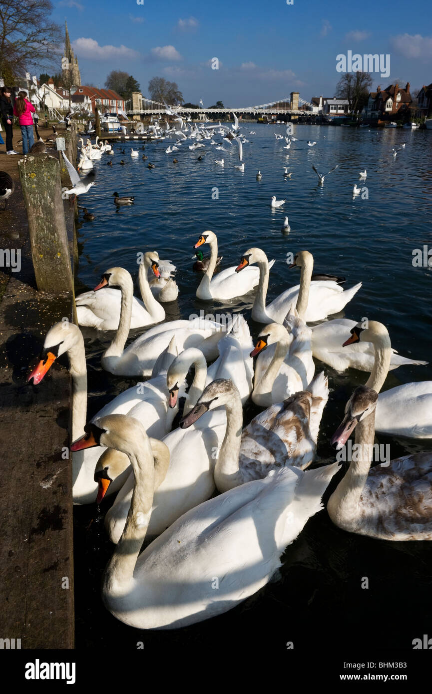 A flock of mute swans on the River Thames at Marlow Buckinghamshire UK Stock Photo