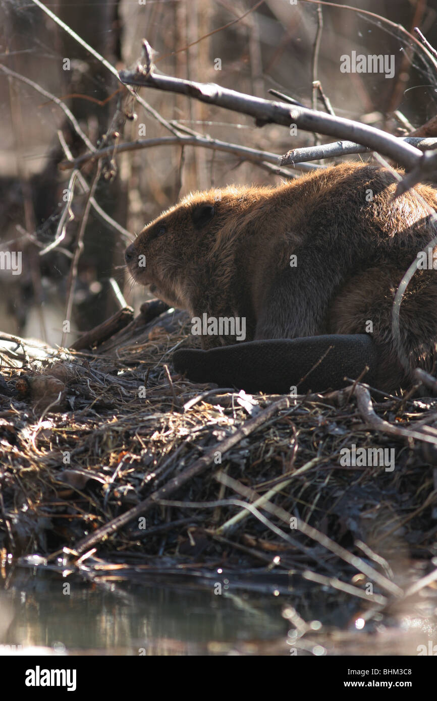 Beaver on dam Ohio Stock Photo