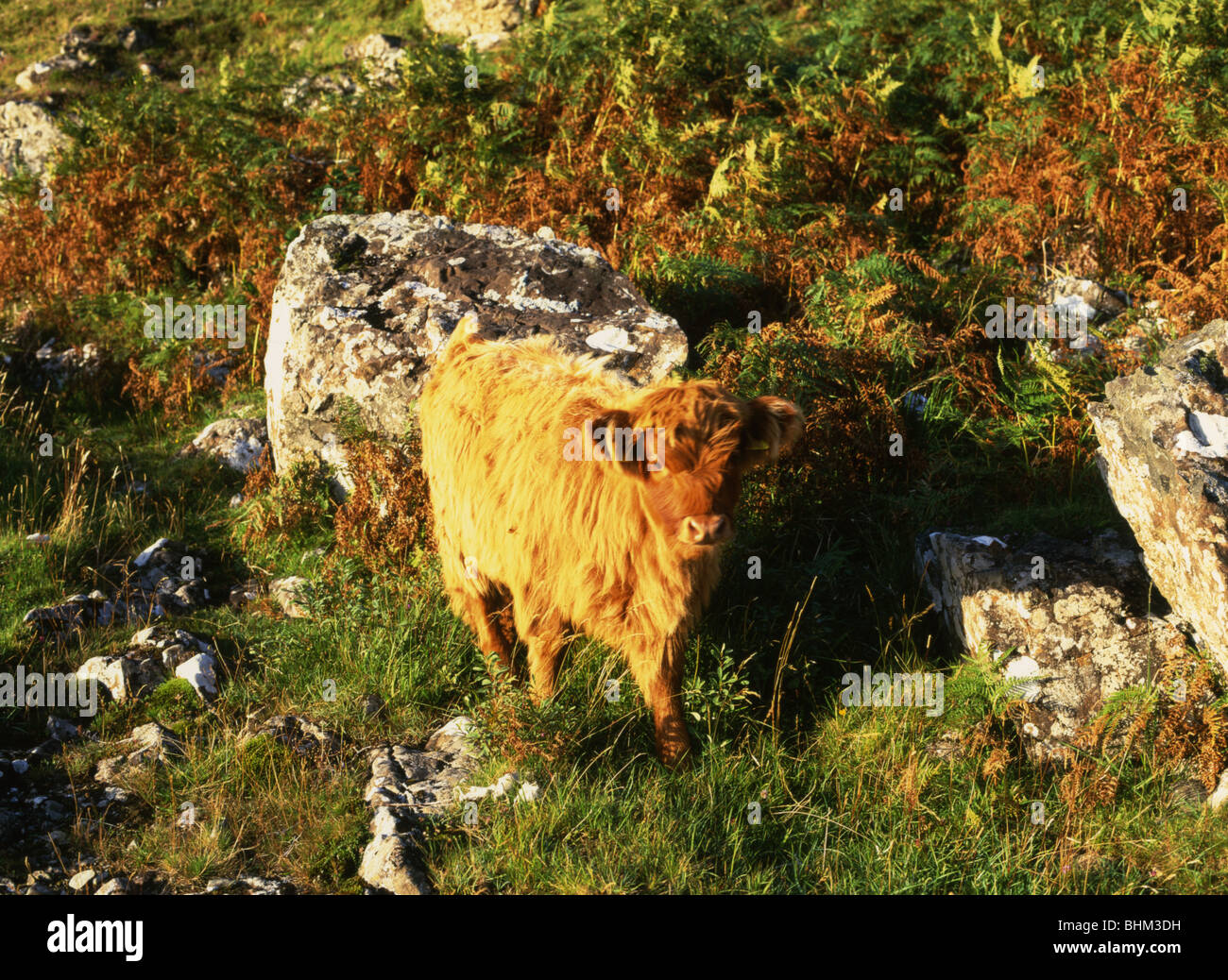 Highland Calf on Isle of Mull Stock Photo