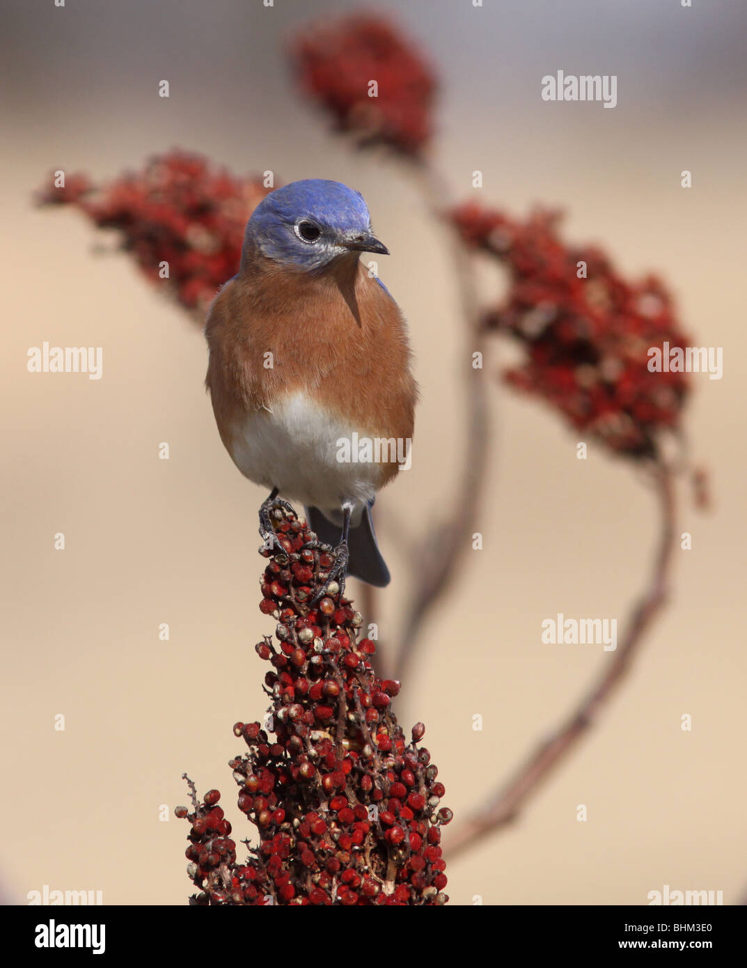 Male Eastern Bluebird smooth sumac berry Kentucky Stock Photo Alamy