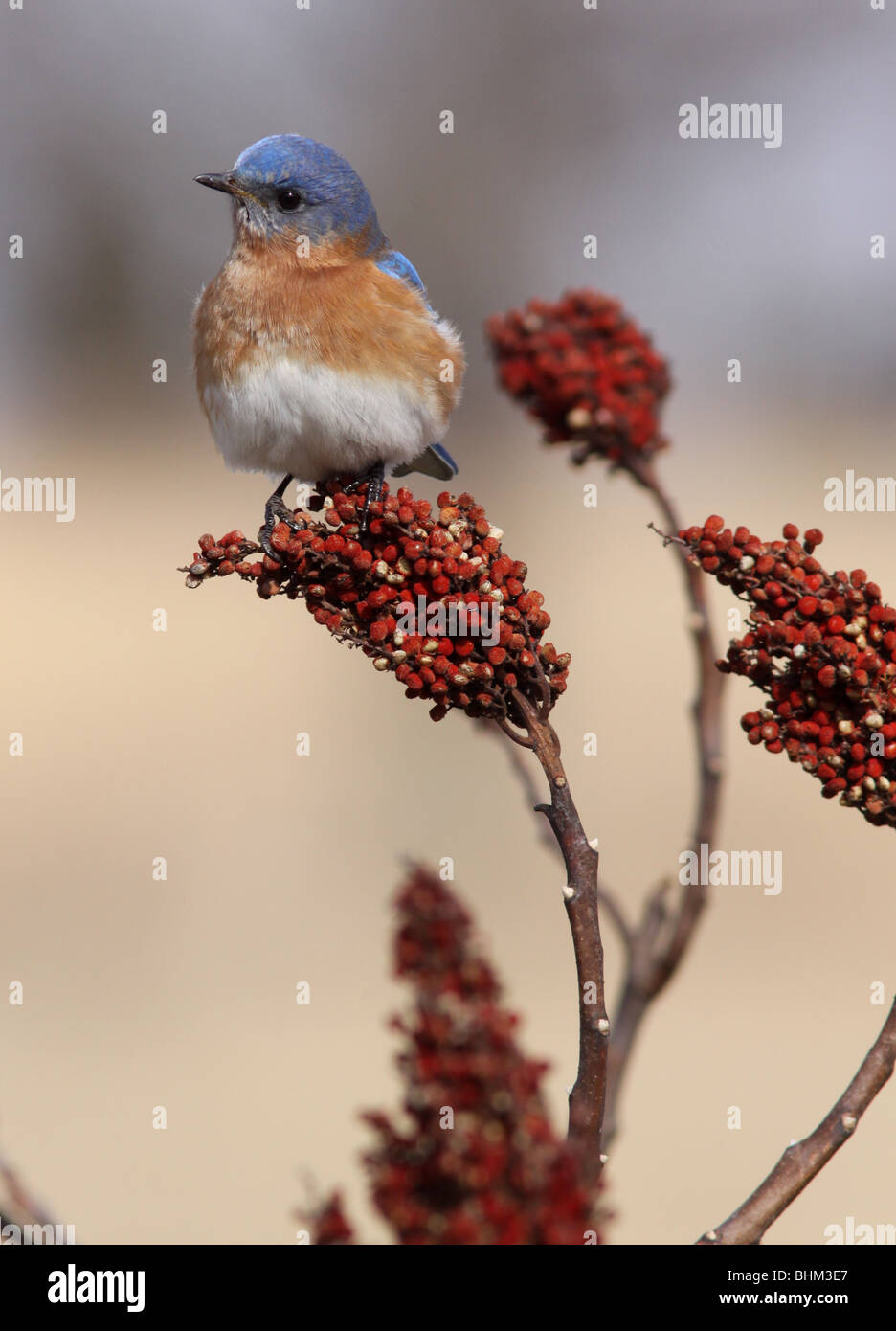 Male Eastern Bluebird smooth sumac berry Kentucky Stock Photo Alamy
