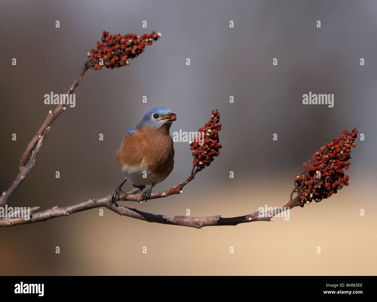 Eastern Bluebird smoth sumac berry Kentucky Stock Photo Alamy