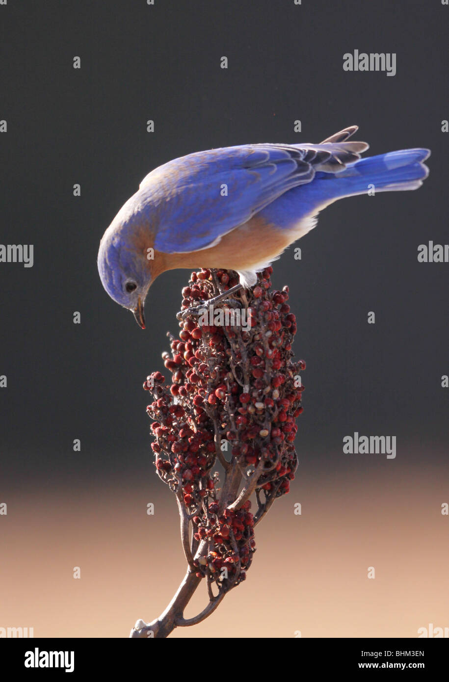 Eastern Bluebird smooth sumac berry Kentucky Stock Photo