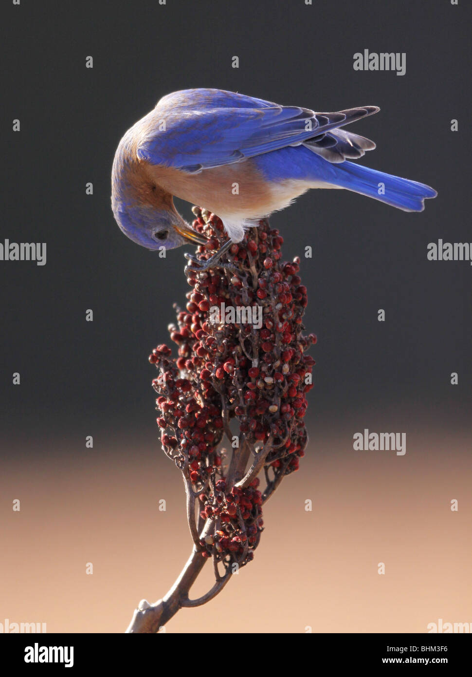 Eastern Bluebird smooth sumac berry Kentucky Stock Photo Alamy