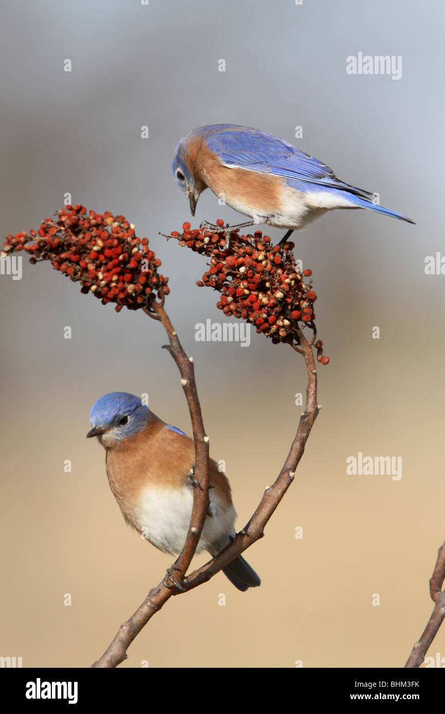 male Eastern Bluebird smooth sumac berry Kentucky Stock Photo Alamy