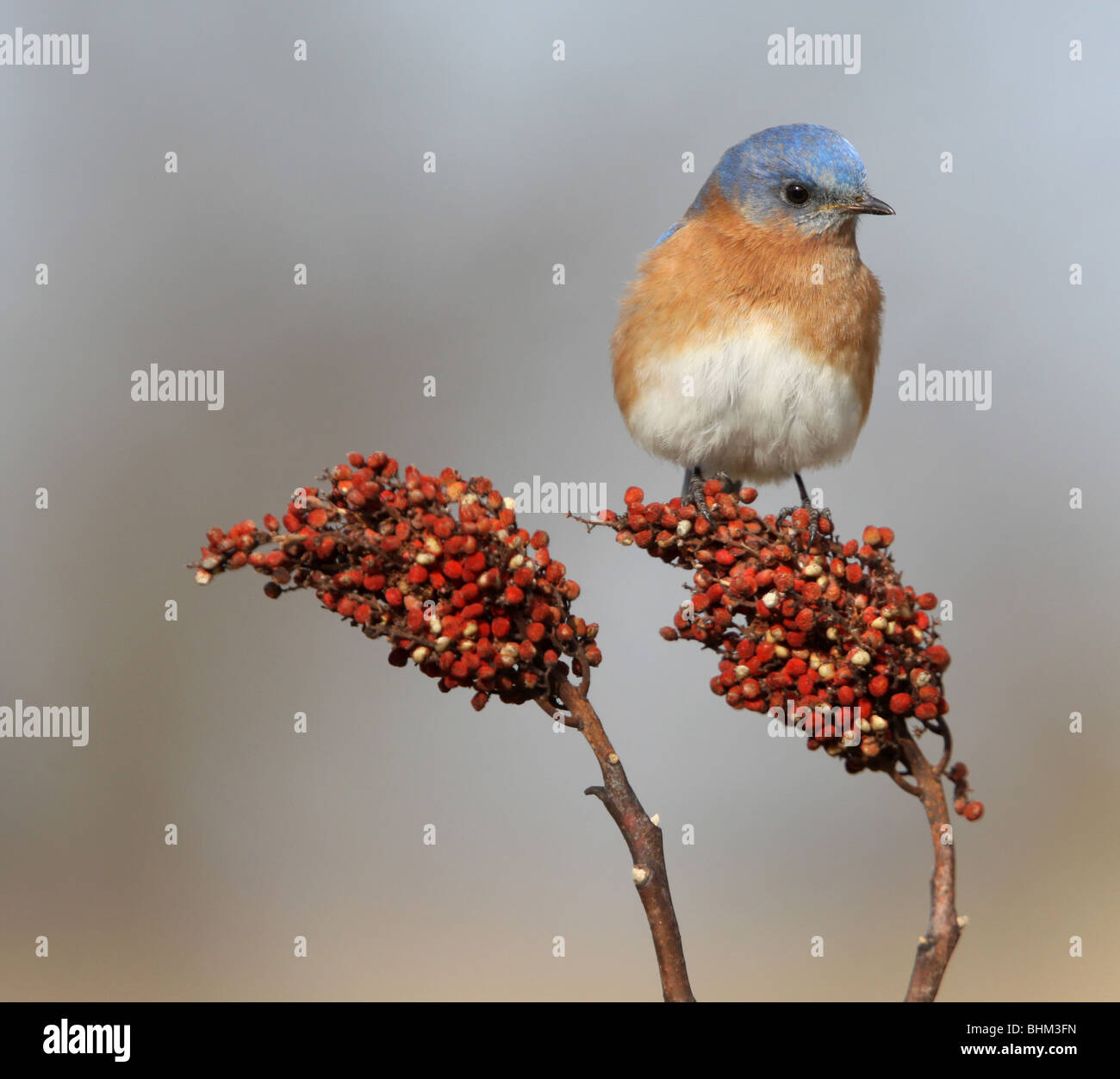 Male Eastern Bluebird smooth sumac berry Kentucky Stock Photo Alamy