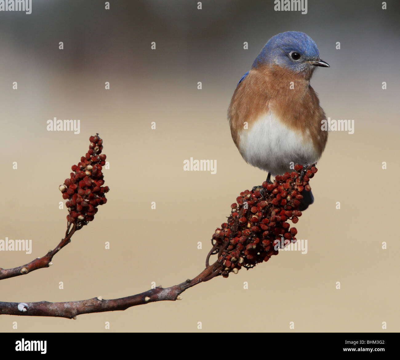 Eastern Bluebird smooth sumac berry Kentucky Stock Photo Alamy