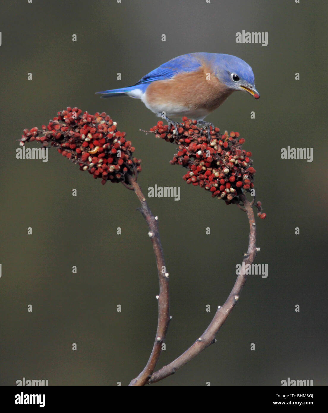 Eastern Bluebird smooth sumac berry Kentucky Stock Photo Alamy