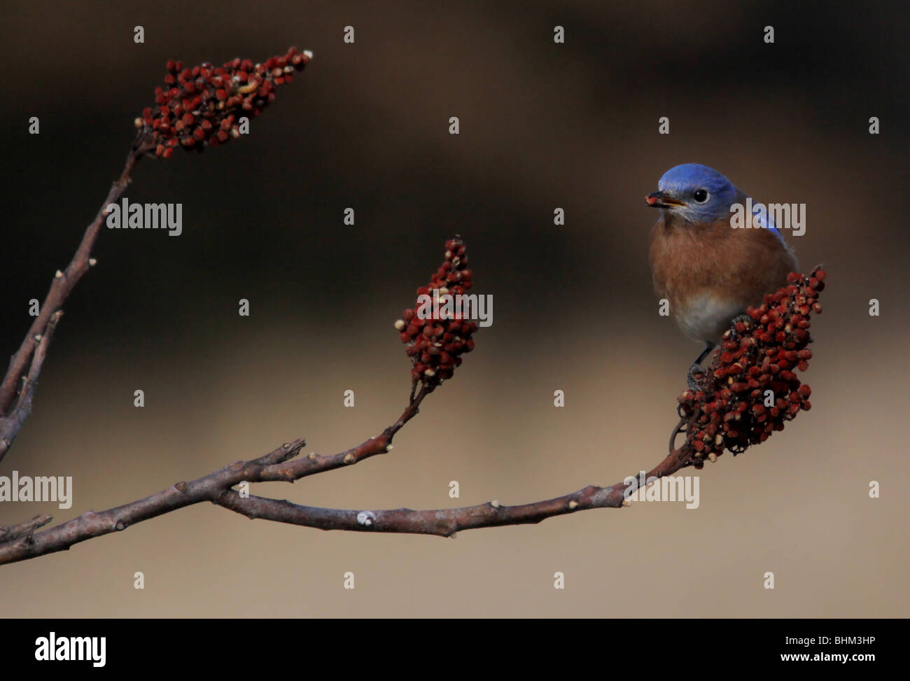 Eastern Bluebird smooth sumac berry Kentucky Stock Photo Alamy