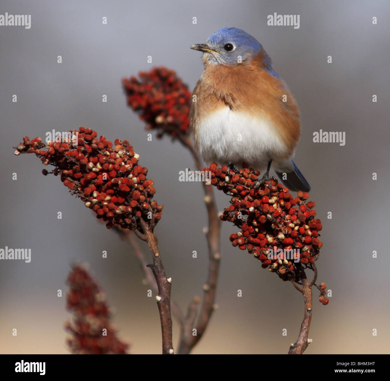 male Eastern Bluebird smooth sumac berry Kentucky Stock Photo Alamy