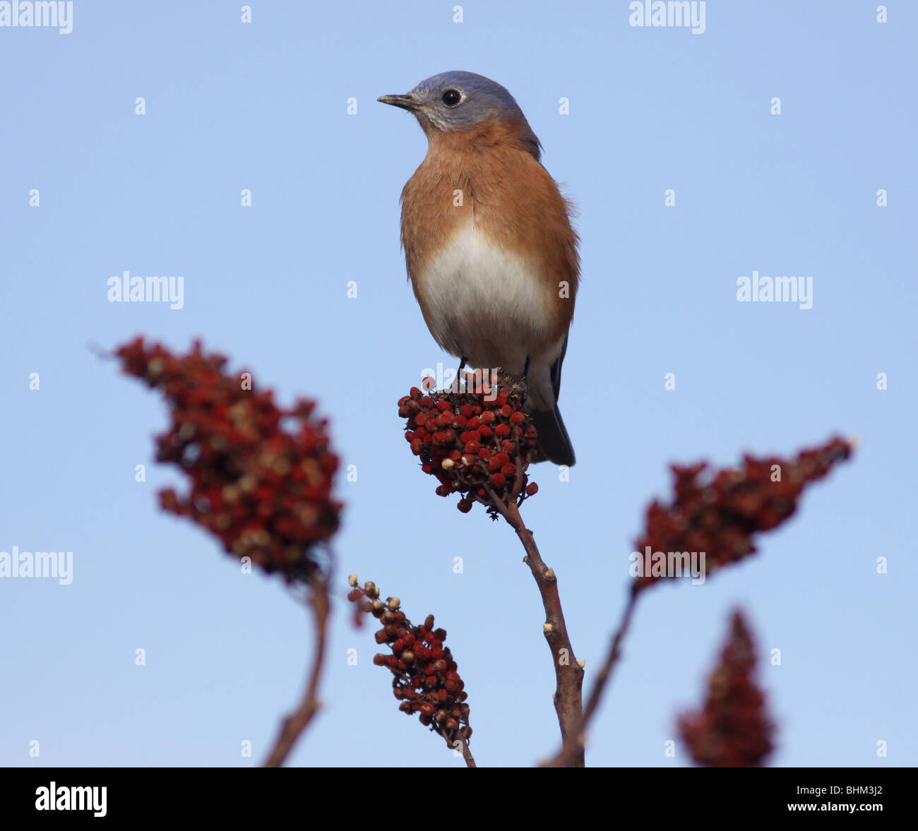 Eastern Bluebird smooth sumac berry Kentucky Stock Photo Alamy