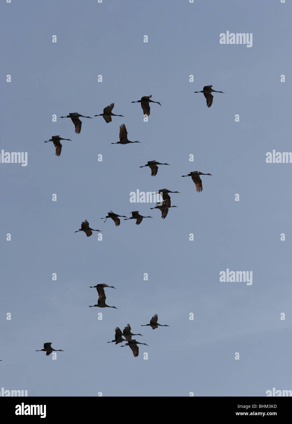 Blue crane bird hires stock photography and images Alamy