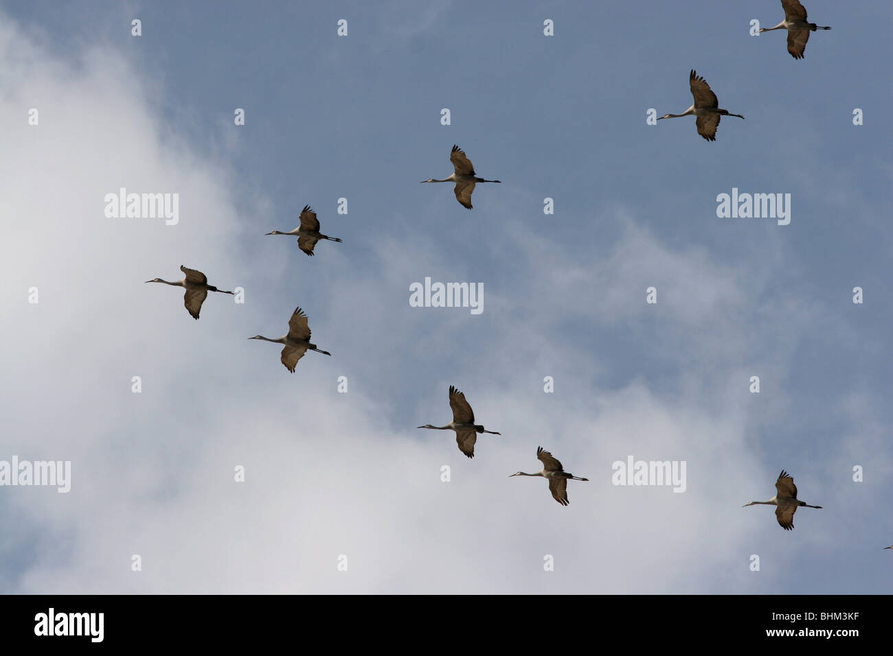 Sandhill crane flock flying v formation cirrus cloud Indiana Stock Photo