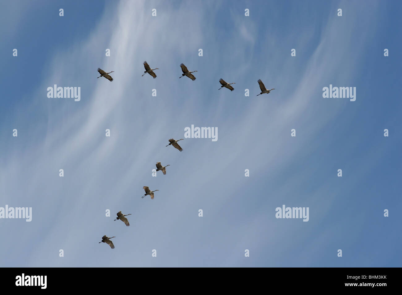Sandhill crane flock flying v formation cirrus cloud Stock Photo