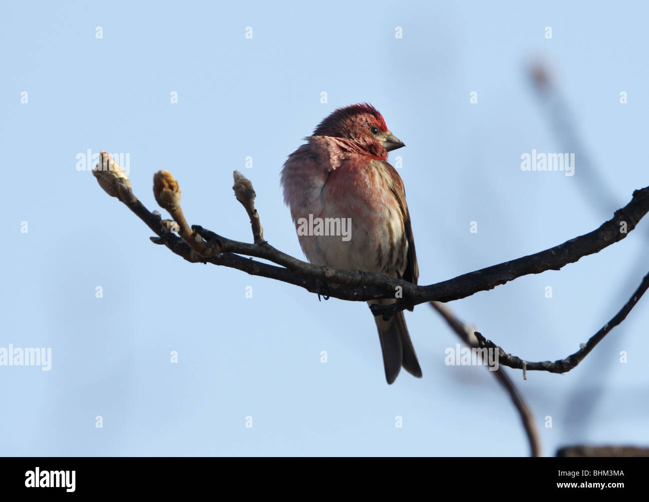 purple finch male Kentucky Stock Photo - Alamy