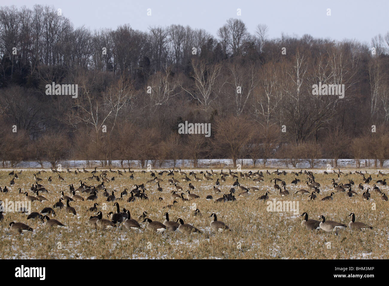 Soy beanfield hires stock photography and images Alamy