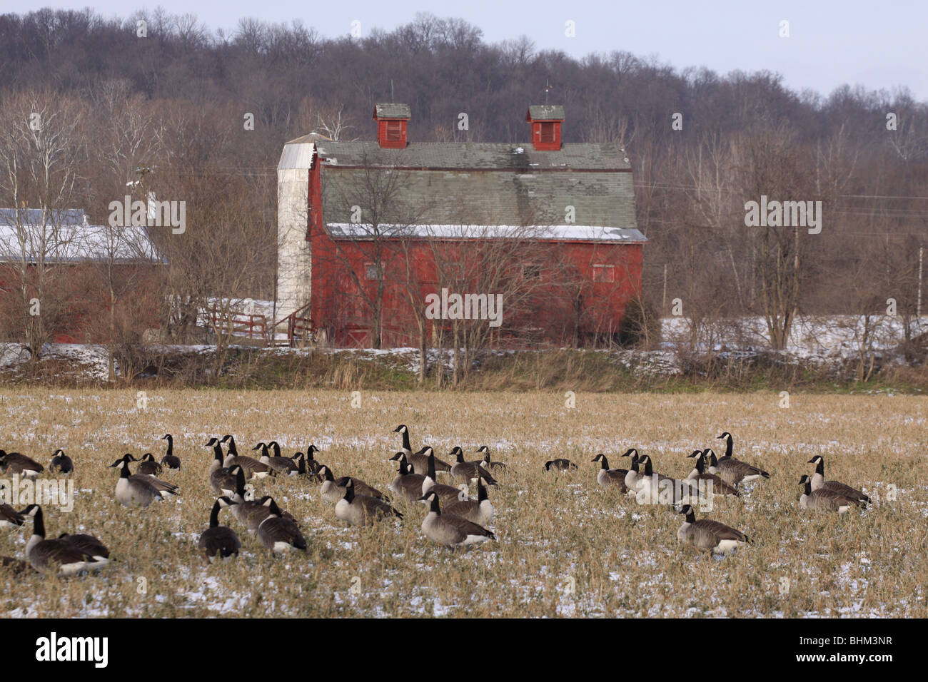 Canada goose barn soybean field crop ohio Stock Photo - Alamy