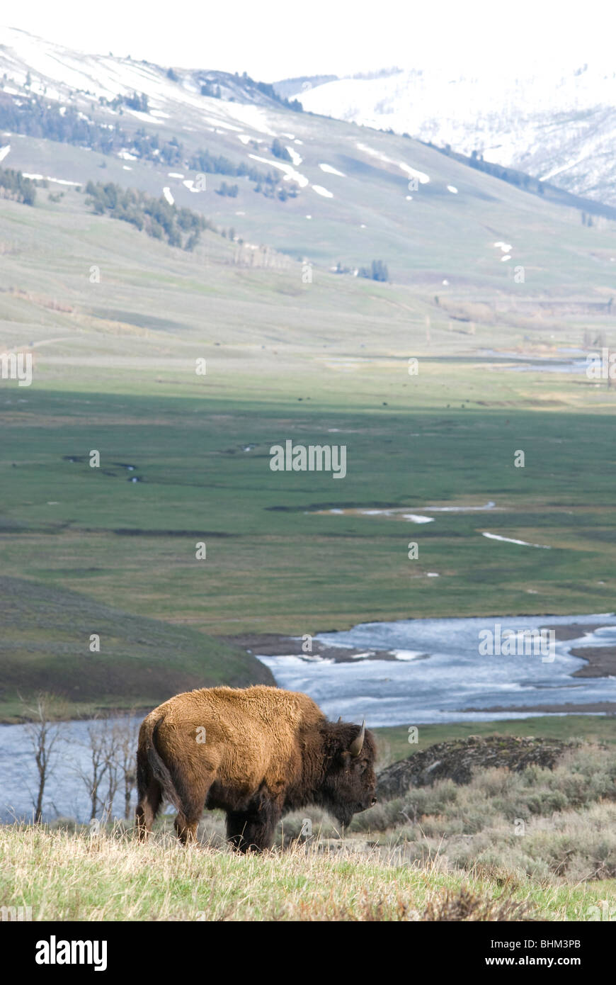 Bison in Lamar valley, Yellowstone National Park Stock Photo
